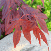 Acer-palmatum-'Atropurpurea'