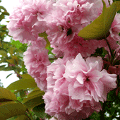 Prunus x serr.-'Kiku-shidare-zakura'