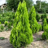 Thuja occidentalis 'Aurea'