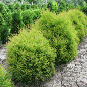 Thuja-occ.-'Raingold'