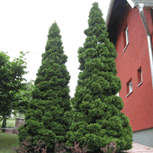Thuja-occidentalis-'Holmstrup'-(2)