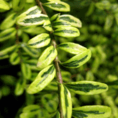 Lonicera-nitida-'Lemon-beauty'