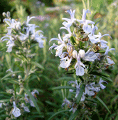 Rosmarinus-officinalis-(2)