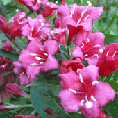 Floridska vejela